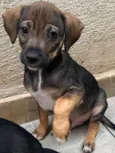 Cachorro raça SRD  idade Abaixo de 2 meses nome Sem Nome