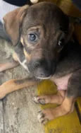 Cachorro raça SRD  idade Abaixo de 2 meses nome Sem Nome