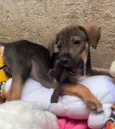 Cachorro raça SRD  idade Abaixo de 2 meses nome Sem Nome