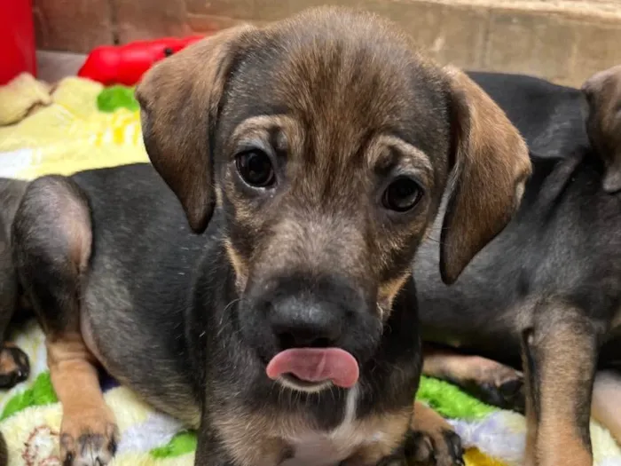 Cachorro raça SRD  idade Abaixo de 2 meses nome Sem Nome