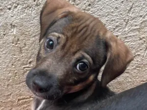 Cachorro raça SRD  idade Abaixo de 2 meses nome Sem Nome
