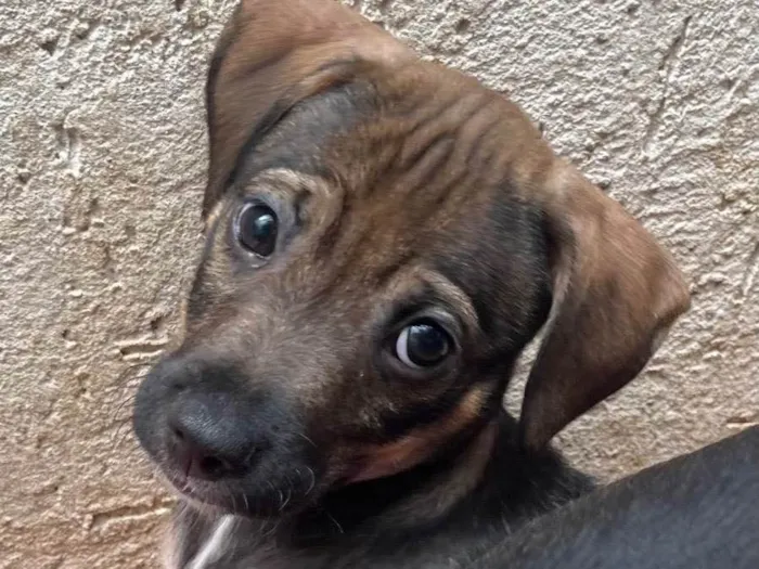 Cachorro raça SRD  idade Abaixo de 2 meses nome Sem Nome