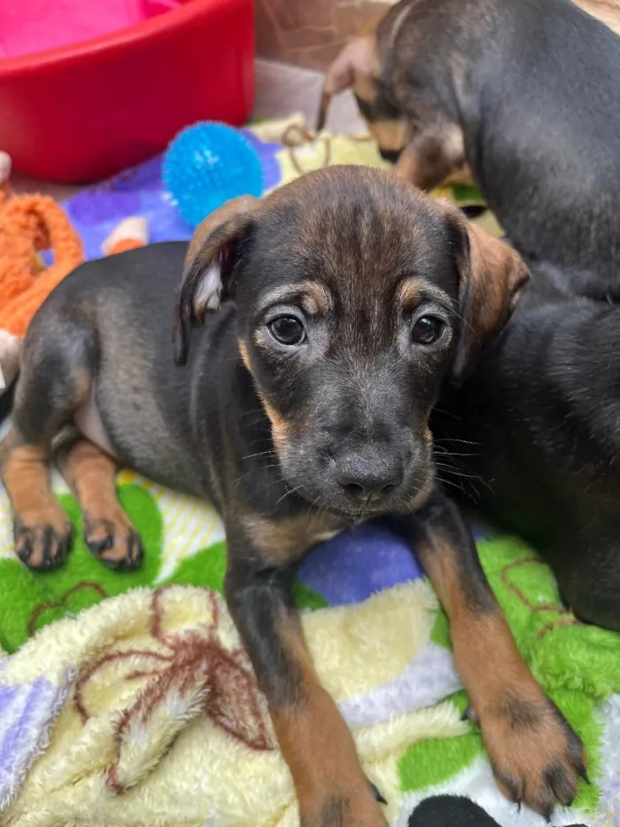Cachorro raça SRD  idade Abaixo de 2 meses nome Sem Nome