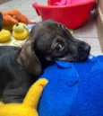 Cachorro raça SRD  idade Abaixo de 2 meses nome Sem Nome