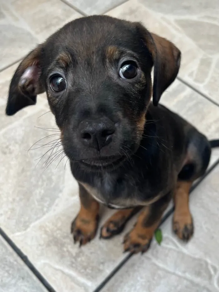 Cachorro raça SRD  idade Abaixo de 2 meses nome Sem Nome