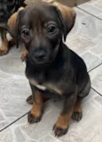 Cachorro raça SRD  idade Abaixo de 2 meses nome Sem Nome