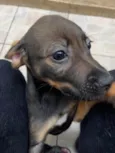 Cachorro raça SRD  idade Abaixo de 2 meses nome Sem Nome