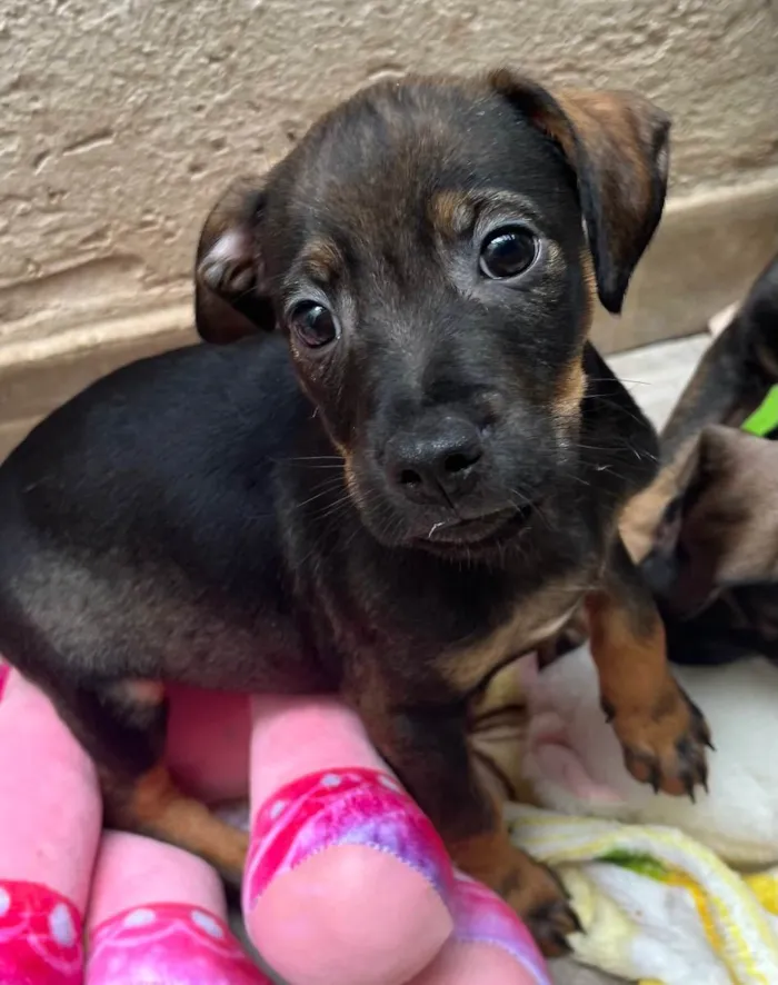 Cachorro raça SRD  idade Abaixo de 2 meses nome Sem Nome