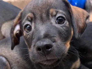 Cachorro raça SRD  idade Abaixo de 2 meses nome Sem Nome