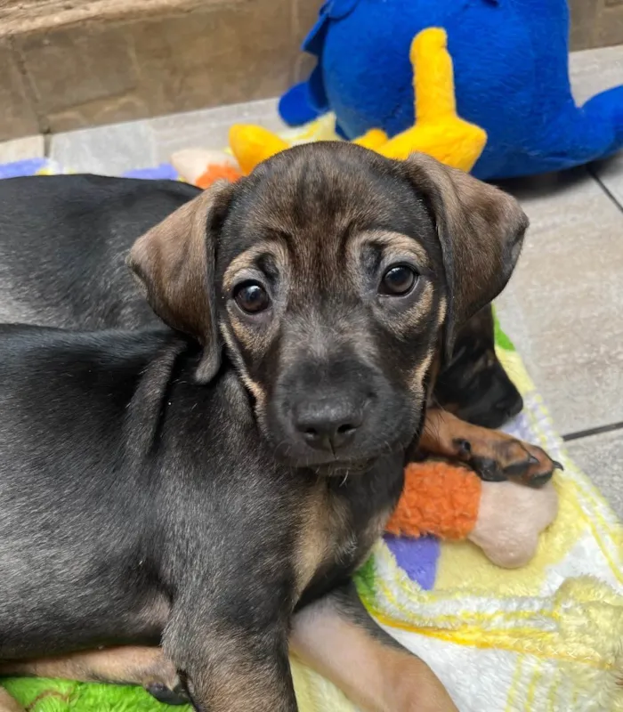 Cachorro raça SRD  idade Abaixo de 2 meses nome Sem Nome