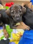 Cachorro raça SRD  idade Abaixo de 2 meses nome Sem Nome