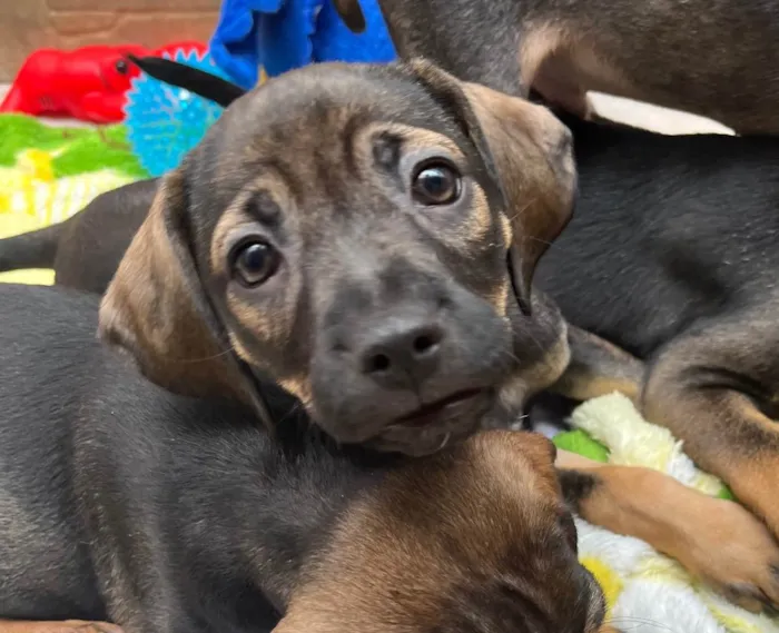 Cachorro raça SRD  idade Abaixo de 2 meses nome Sem Nome