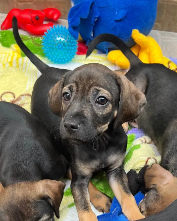 Cachorro raça SRD  idade Abaixo de 2 meses nome Sem Nome