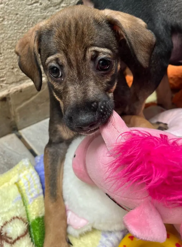 Cachorro raça SRD  idade Abaixo de 2 meses nome Sem Nome