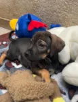 Cachorro raça SRD  idade Abaixo de 2 meses nome Sem Nome