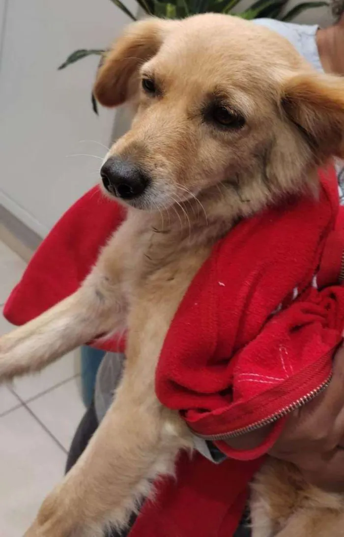 Cachorro ra a Misturada  idade 1 ano nome Não tem 