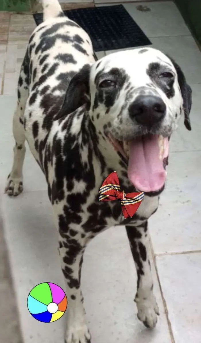Cachorro ra a Dálmata  idade 1 ano nome Ozzy
