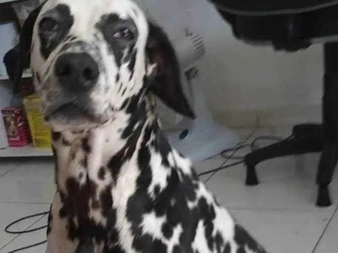 Cachorro ra a Dálmata  idade 1 ano nome Ozzy