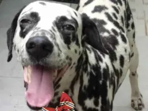 Cachorro raça Dálmata  idade 1 ano nome Ozzy