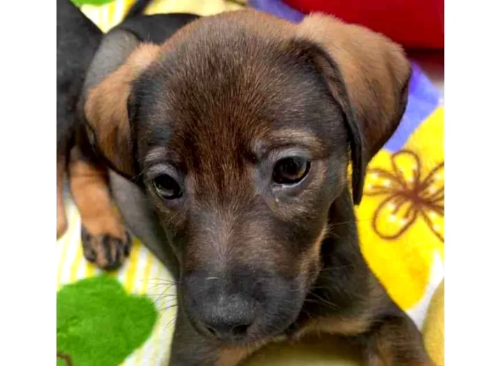 Cachorro raça SRD  idade Abaixo de 2 meses nome Sem Nome