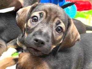 Cachorro raça SRD  idade Abaixo de 2 meses nome Sem Nome
