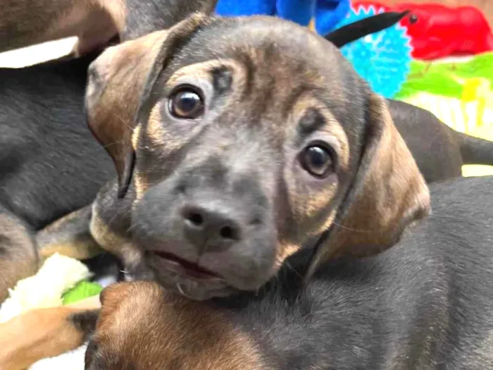 Cachorro raça SRD  idade Abaixo de 2 meses nome Sem Nome