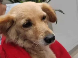 Cachorro raça Misturada  idade 1 ano nome Não tem 