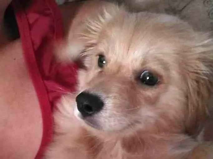 Cachorro raça Vira-lata idade 2 a 6 meses nome Simba