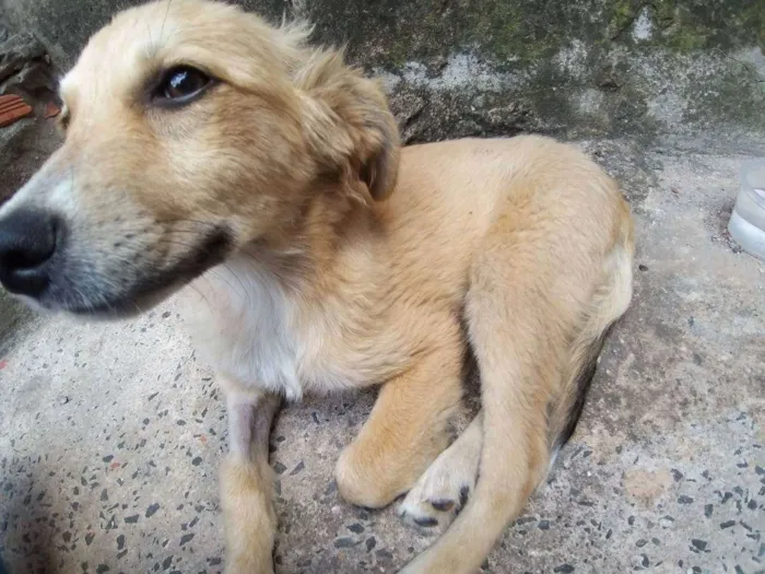 Cachorro ra a Misturado idade 2 a 6 meses nome Não tem