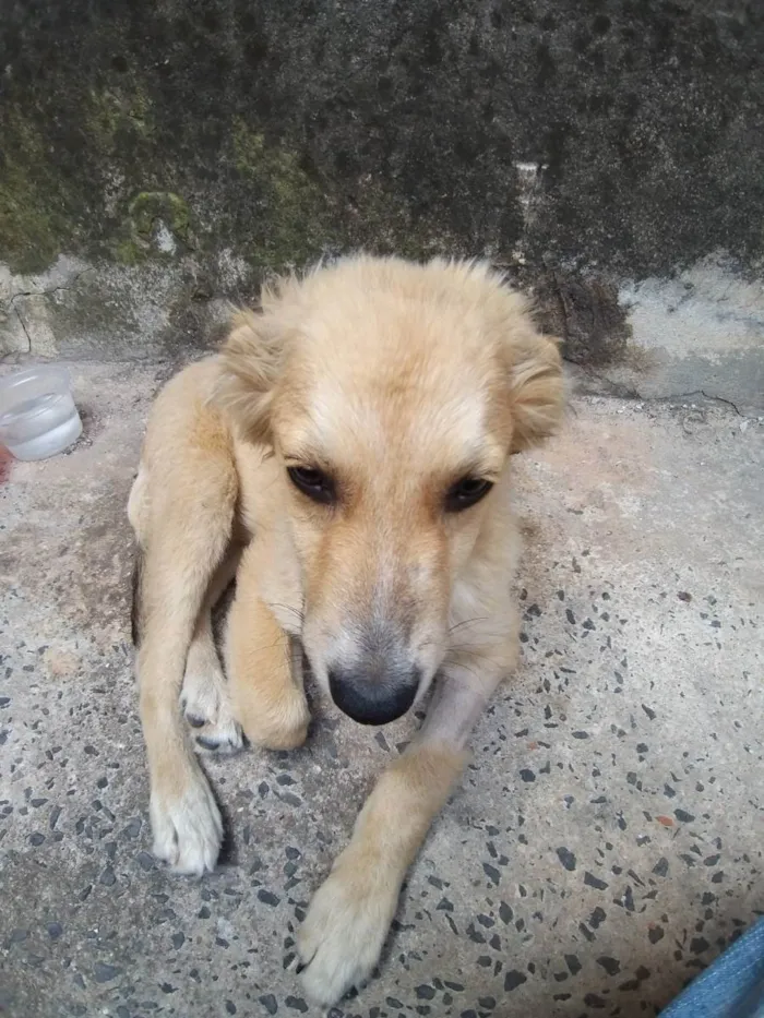 Cachorro ra a Misturado idade 2 a 6 meses nome Não tem