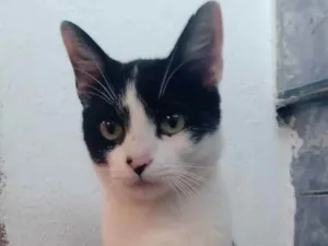 Gato raça Indefinida  idade 2 a 6 meses nome Katiusko