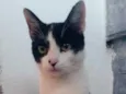 Katiusko