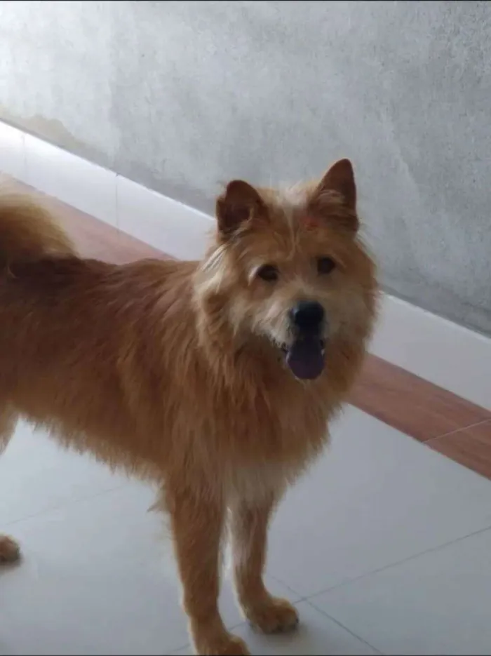 Cachorro ra a Chow Chow misturado idade 2 anos nome Zed