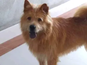 Cachorro raça Chow Chow misturado idade 2 anos nome Zed