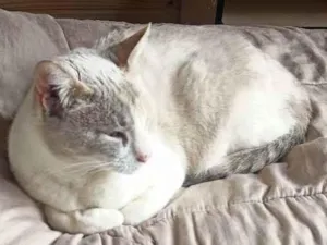 Gato raça Mestiça idade 2 anos nome Luna