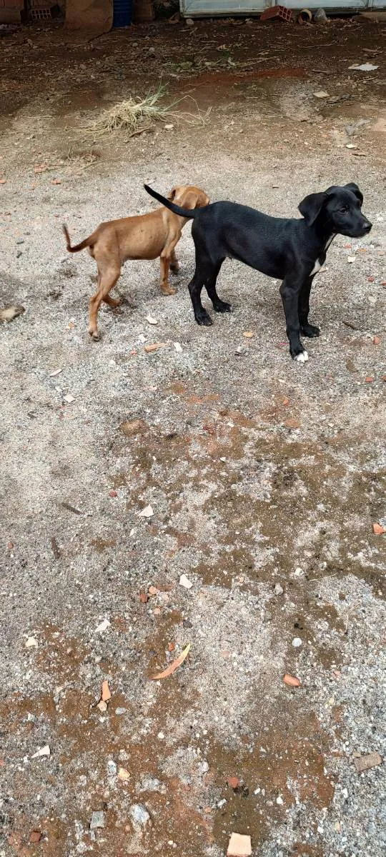 Cachorro ra a Indefinida  idade 2 a 6 meses nome Sem nome