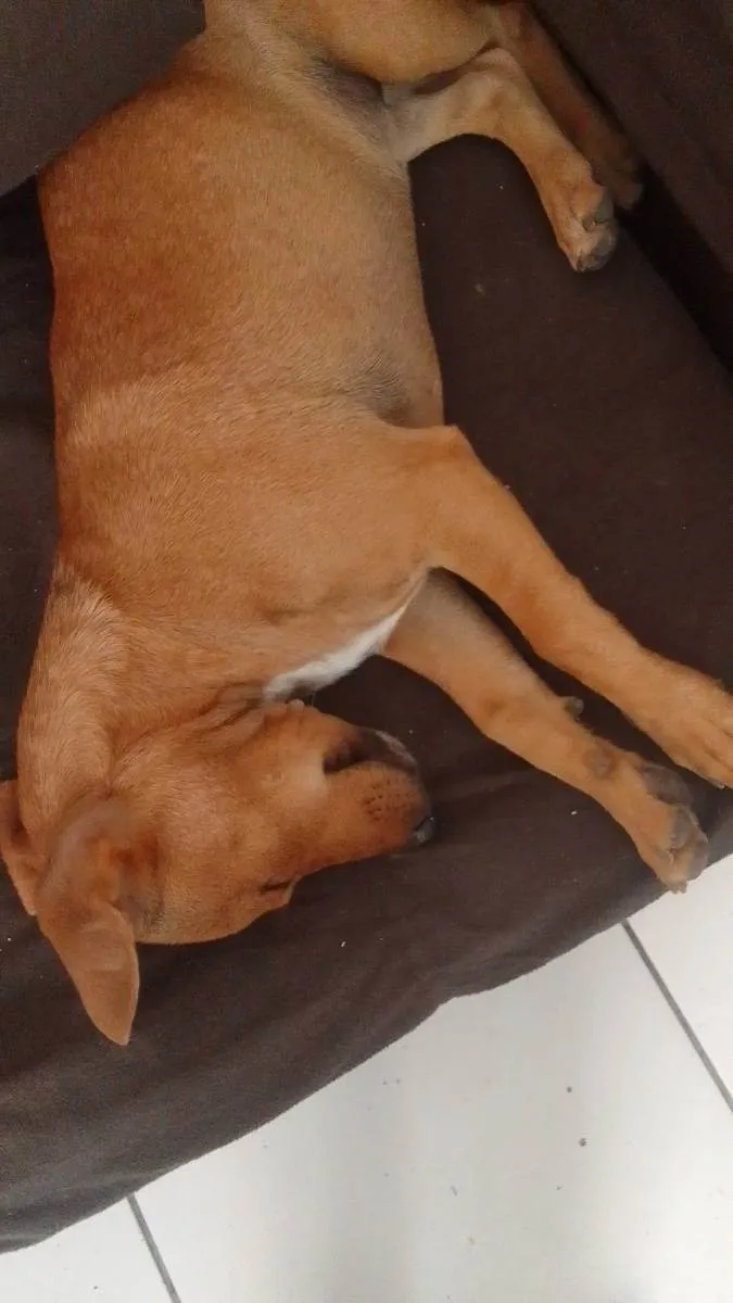 Cachorro ra a Srd idade 2 a 6 meses nome Cryssy e Pernuda