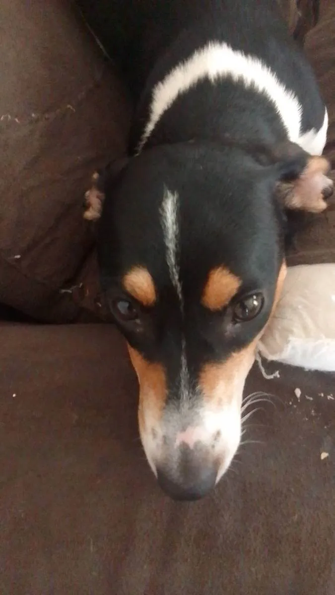 Cachorro ra a Srd idade 2 a 6 meses nome Cryssy e Pernuda