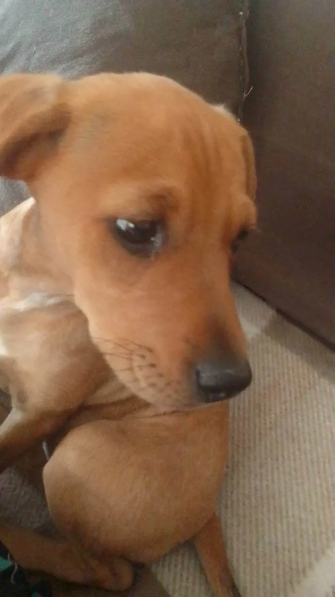 Cachorro ra a Srd idade 2 a 6 meses nome Cryssy e Pernuda