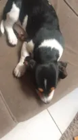 Cryssy e Pernuda