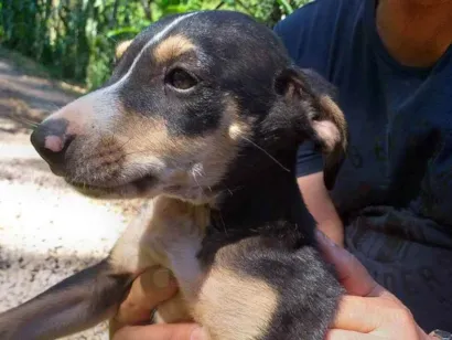 Cachorro raça Indefinida idade 2 a 6 meses nome Jack