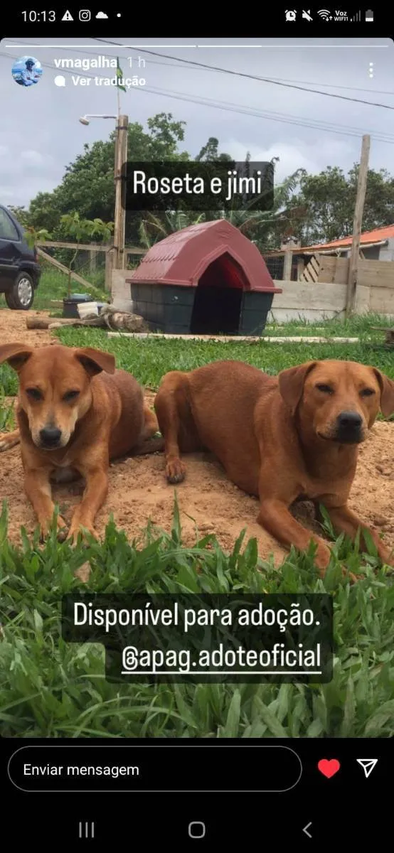 Cachorro raça SRD idade 1 ano nome Roseta e Jimi