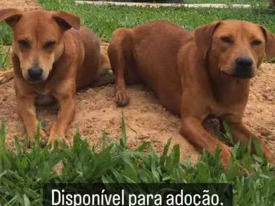 Cachorro raça SRD idade 1 ano nome Roseta e Jimi