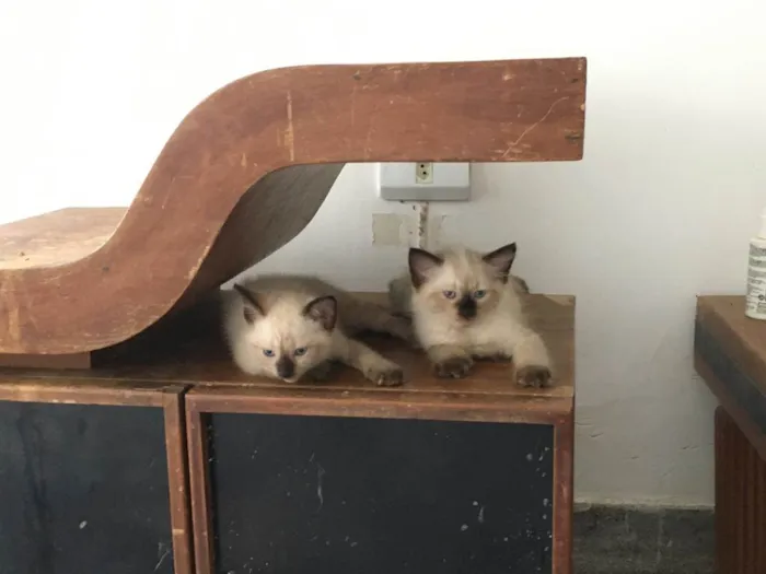 Gato ra a ND idade Abaixo de 2 meses nome Filhotes