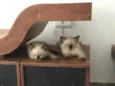 Filhotes
