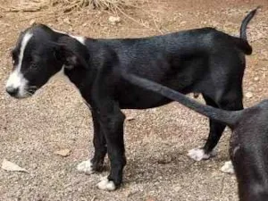 Cachorro raça Indefinida  idade 2 a 6 meses nome Sem nome