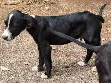 Cachorro ra a Indefinida  idade 2 a 6 meses nome Sem nome