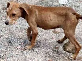 Cachorro ra a Indefinida  idade 2 a 6 meses nome Sem nome