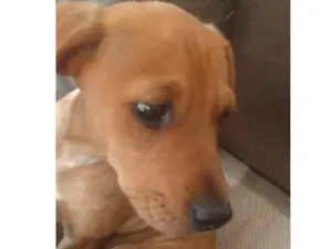 Cachorro raça Srd idade 2 a 6 meses nome Cryssy e Pernuda