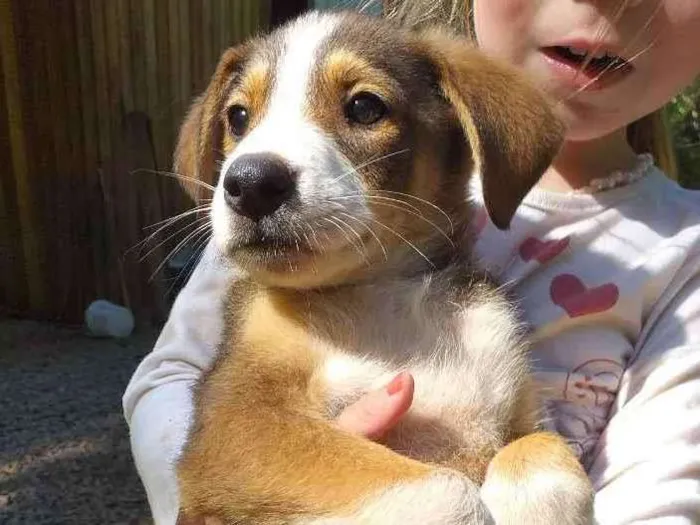 Cachorro ra a Indefinida idade 2 a 6 meses nome Pantera